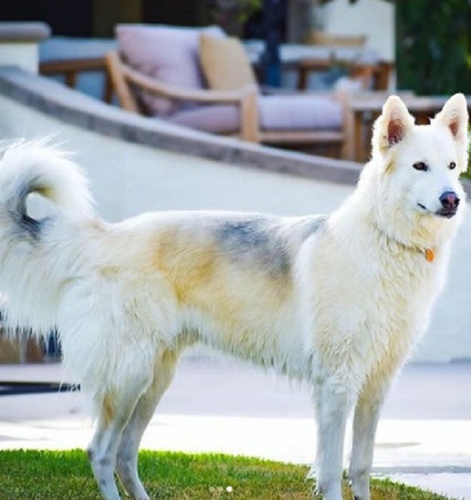 Пес с ошейником