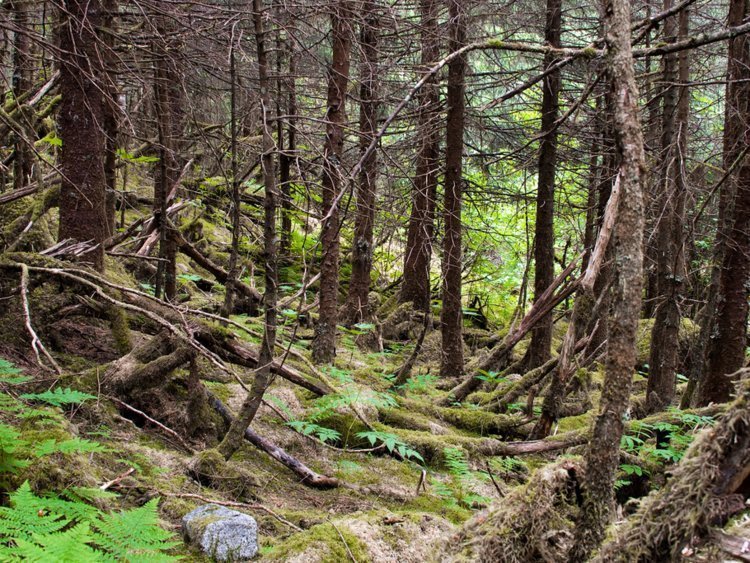 «Дышащая» земля в канадском лесу смутила интернет Лем, в мире, дыхание, земля, природа, удивительно