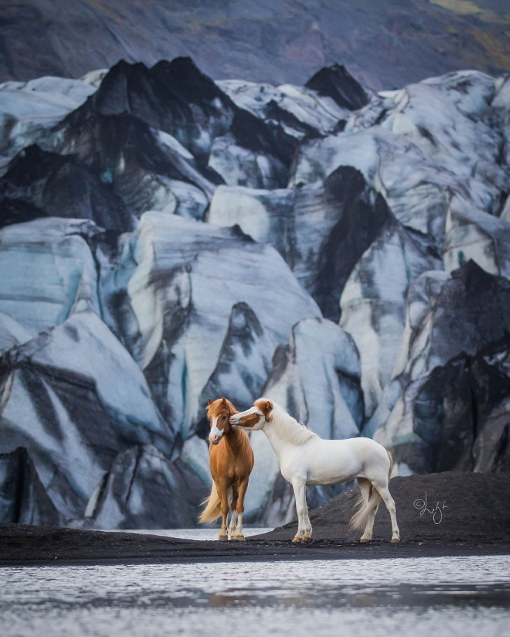 Завораживающая серия фотографий лошадей на фоне исландских пейзажей лошади, Лиепиной, Исландии, только, Когда, девушка, городов, такая, природы, этими, кадра, которая, смартфонов, суеты», «цивилизационной, прочей, машин, отдаляет, выбирает, природыДля