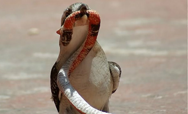 Безбашенная кукабарра против ядовитых змей. Самая отчаянная птица Австралии