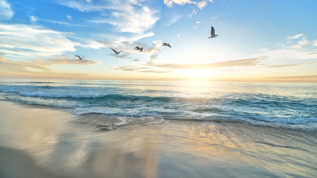 Десятки птичьих трупов обнаружены на побережье в Приморье