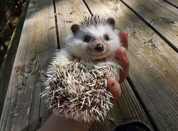 Позитивные и улыбчивые ежики Позитивные и улыбчивые ежики приколы,угарные фотки