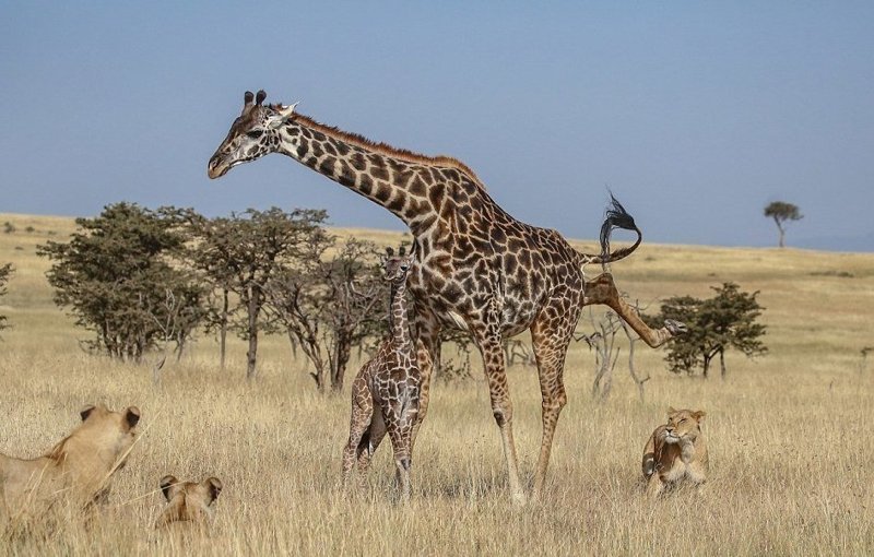 Борьба за выживание: стая львов против семейства жирафов африка, борьба за выживание, животные, жирафы, кения, львы, масаи-мара, охота хищников