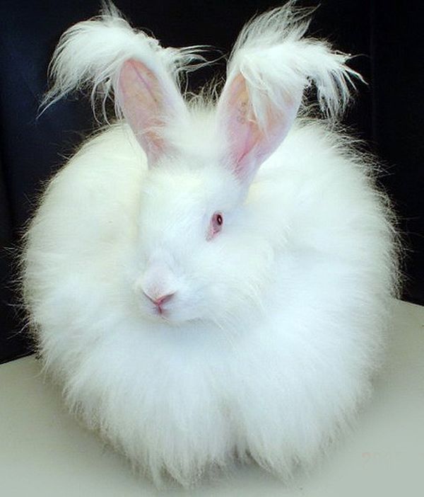 Ангорский кролик (Angora rabbit)