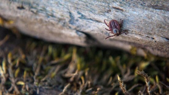 Можно ли прививаться от клеща в конце мая и июне, объяснила инфекционист Селиванова