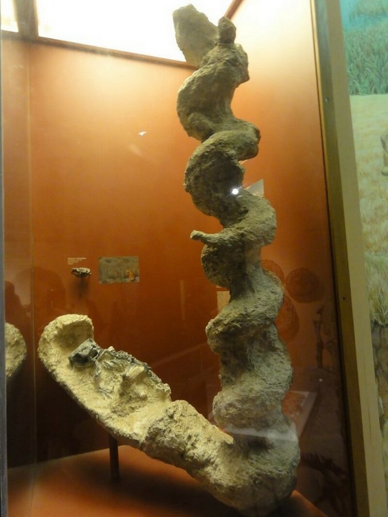 Штопор дьявола - что это такое и причем тут бобры природа