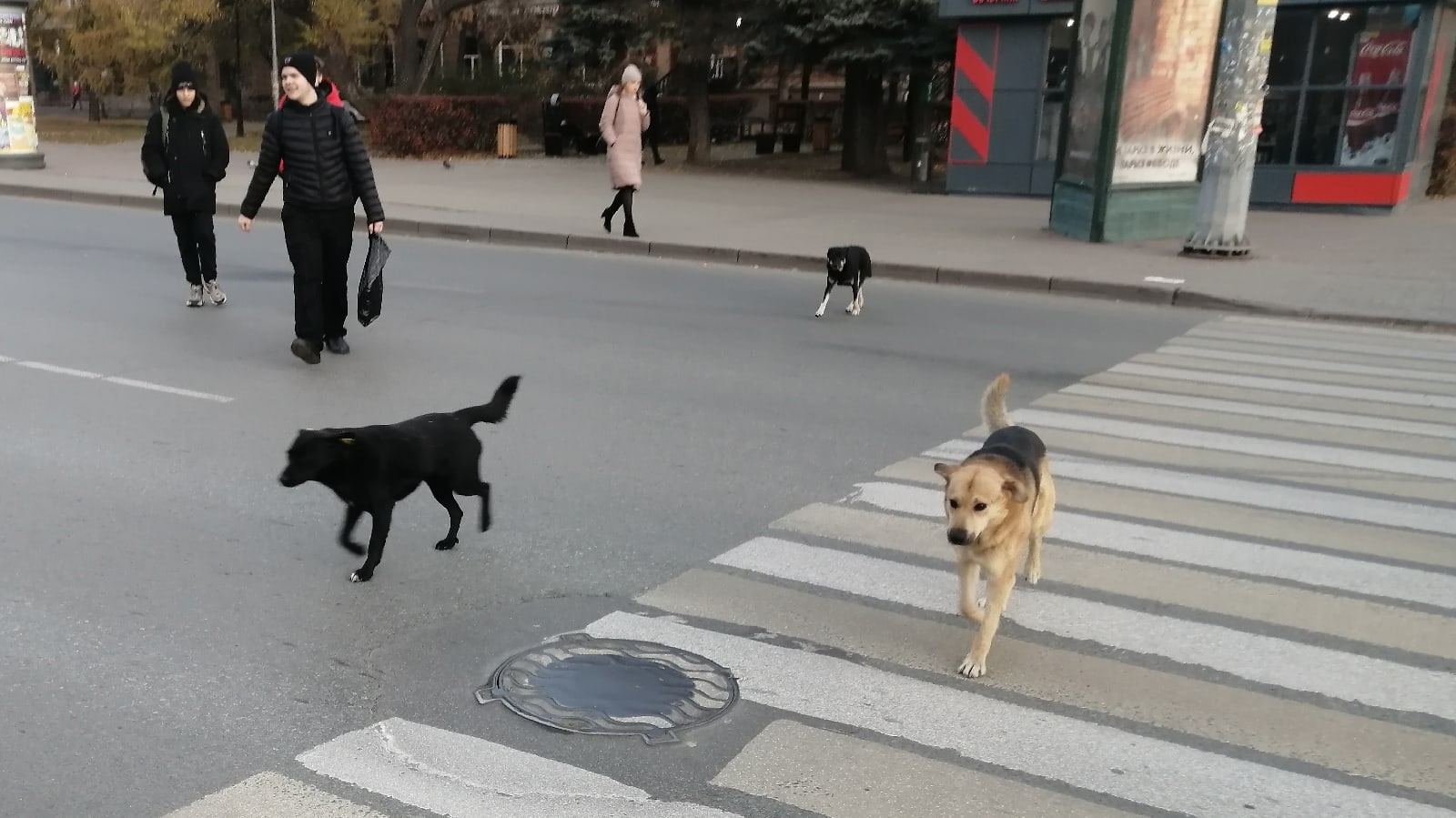 В Челябинской области вводят штрафы для собаководов