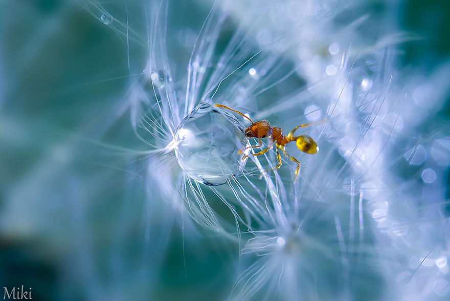 "Капля воды". Макросъемка от Miki Asai  красота, природа, фото