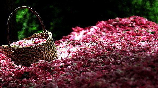 Голаб - розовая вода парфюмерия, духи, роза, розовая вода, рецепт, инструкция, кулинария, длиннопост