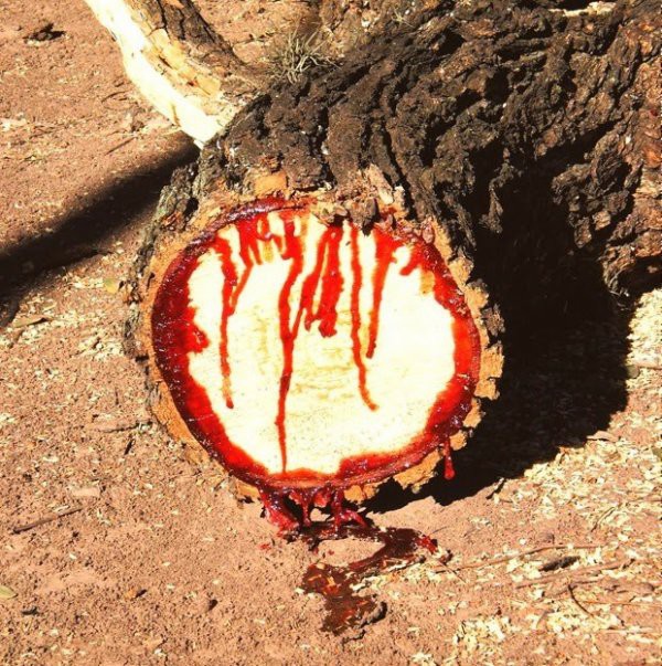 Дерево, истекающее кровью дерево, истекающее, кровью