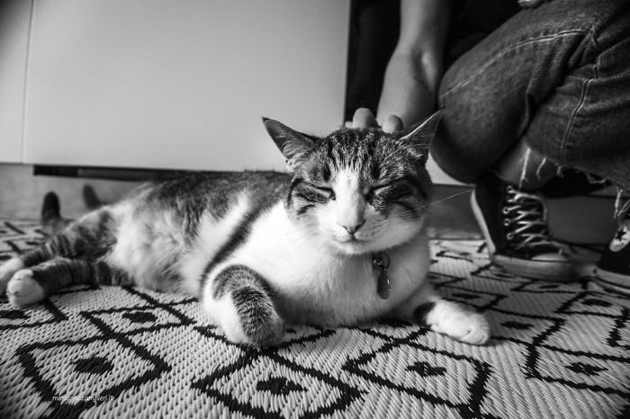 Когда пушистые комочки урчат и радуются Когда пушистые комочки урчат и радуются