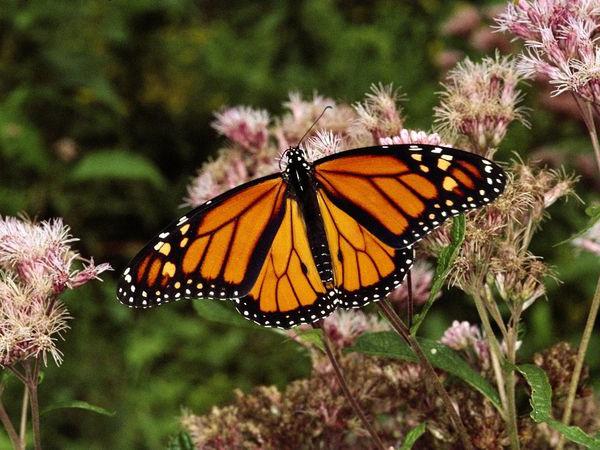Бабочка монарх: особенности развития и среда обитания