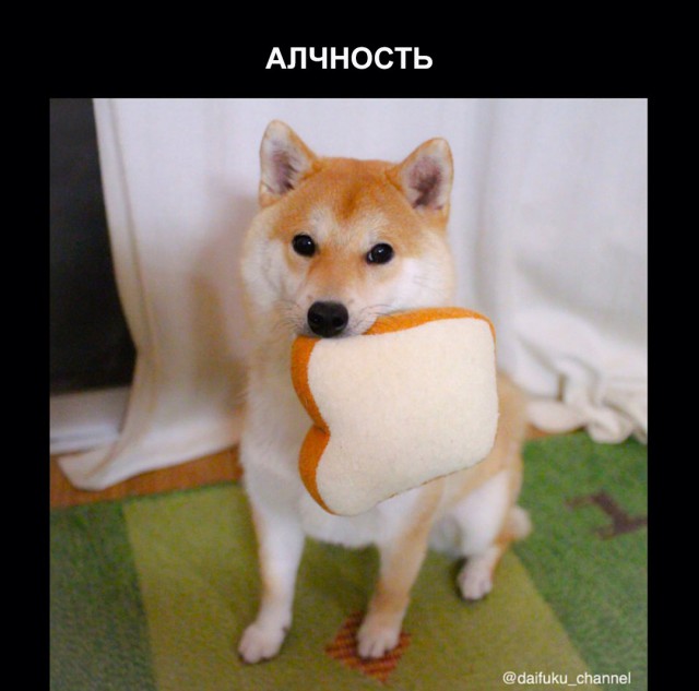 Забавная собака породы сиба-ину и семь смертных грехов