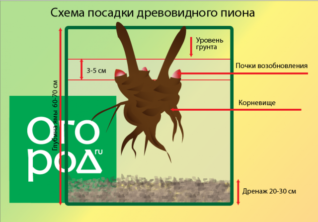 Секреты посадки и выращивания древовидного пиона цветы