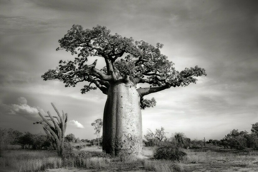 Как исчезают древние баобабы: фотограф снимает угасающих гигантов из мира деревьев