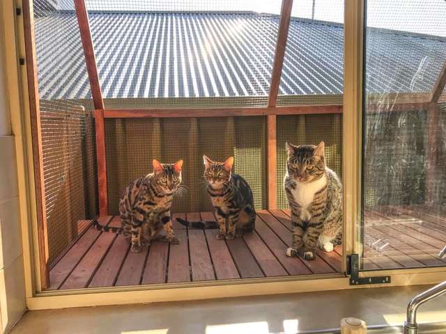 коты отдыхают