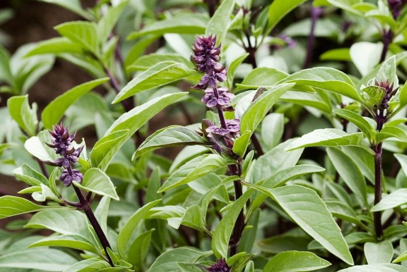 Ocimum basilicum Ocimum basilicum
