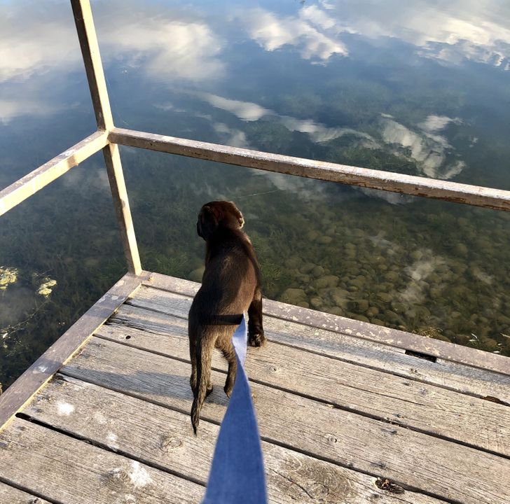 собака на помосте у пруда