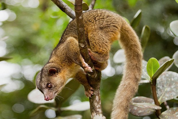 Как учёные находят новых животных: 10 недавно открытых видов Как учёные находят новых животных: 10 недавно открытых видов животные