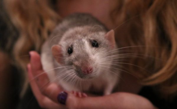 Как приручить домашнюю крысу декоративная крыса