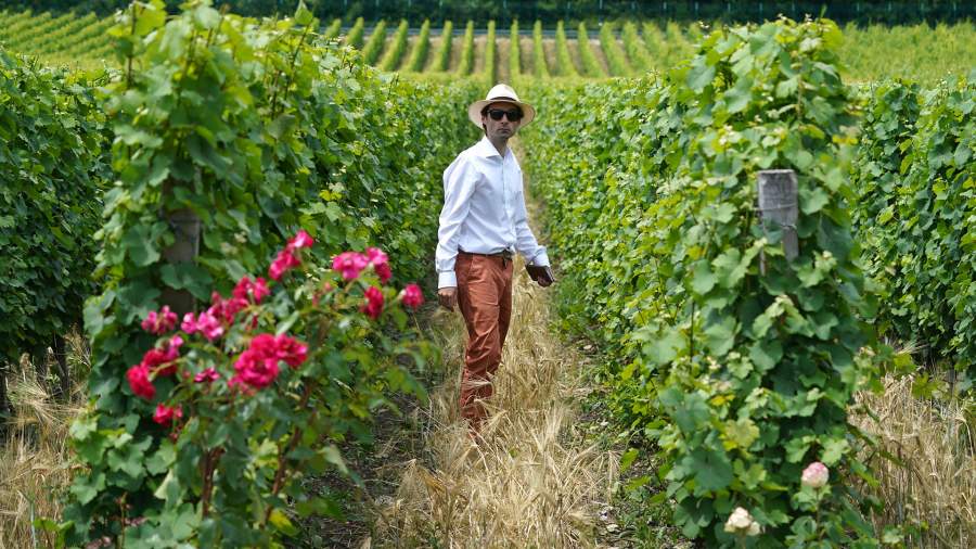Всё органично: как в Краснодарском крае создали уникальное вино