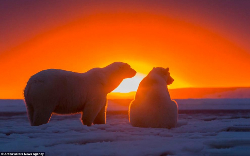 Белые медведи наблюдают за закатом на Аляске