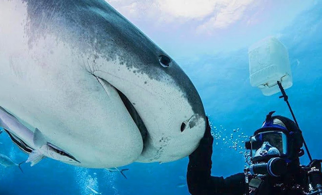Дайвер помог акуле на глубине и поплыл дальше. Через три месяца она нашла человека и узнала его: видео