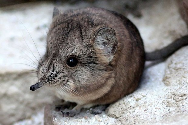 Как учёные находят новых животных: 10 недавно открытых видов Как учёные находят новых животных: 10 недавно открытых видов животные