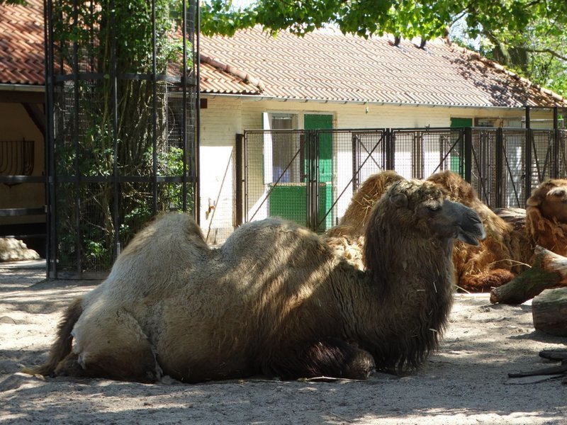 Королевский зоопарк Амстердама Королевский зоопарк Амстердама зоопарк, путешествия, факты, фото