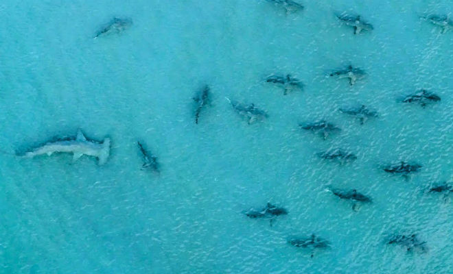 Огромная рыба-молот приплыла на мелководье и начала гонять акул: съемка с дрона Культура