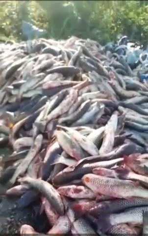 В Краснодарском крае нашли гору выброшенных морепродуктов
