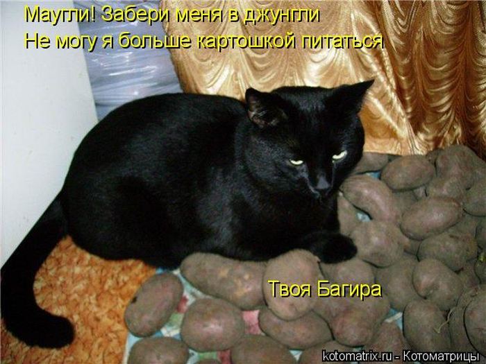 Мысли вслух :)