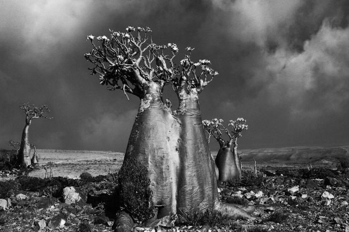 Древние гиганты Земли на снимках фотографа Бет Мун