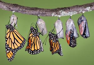 Бабочка монарх: особенности развития и среда обитания