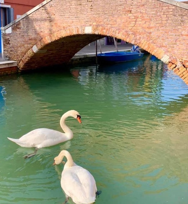 В Венецию из-за карантина вернулись лебеди и рыбы