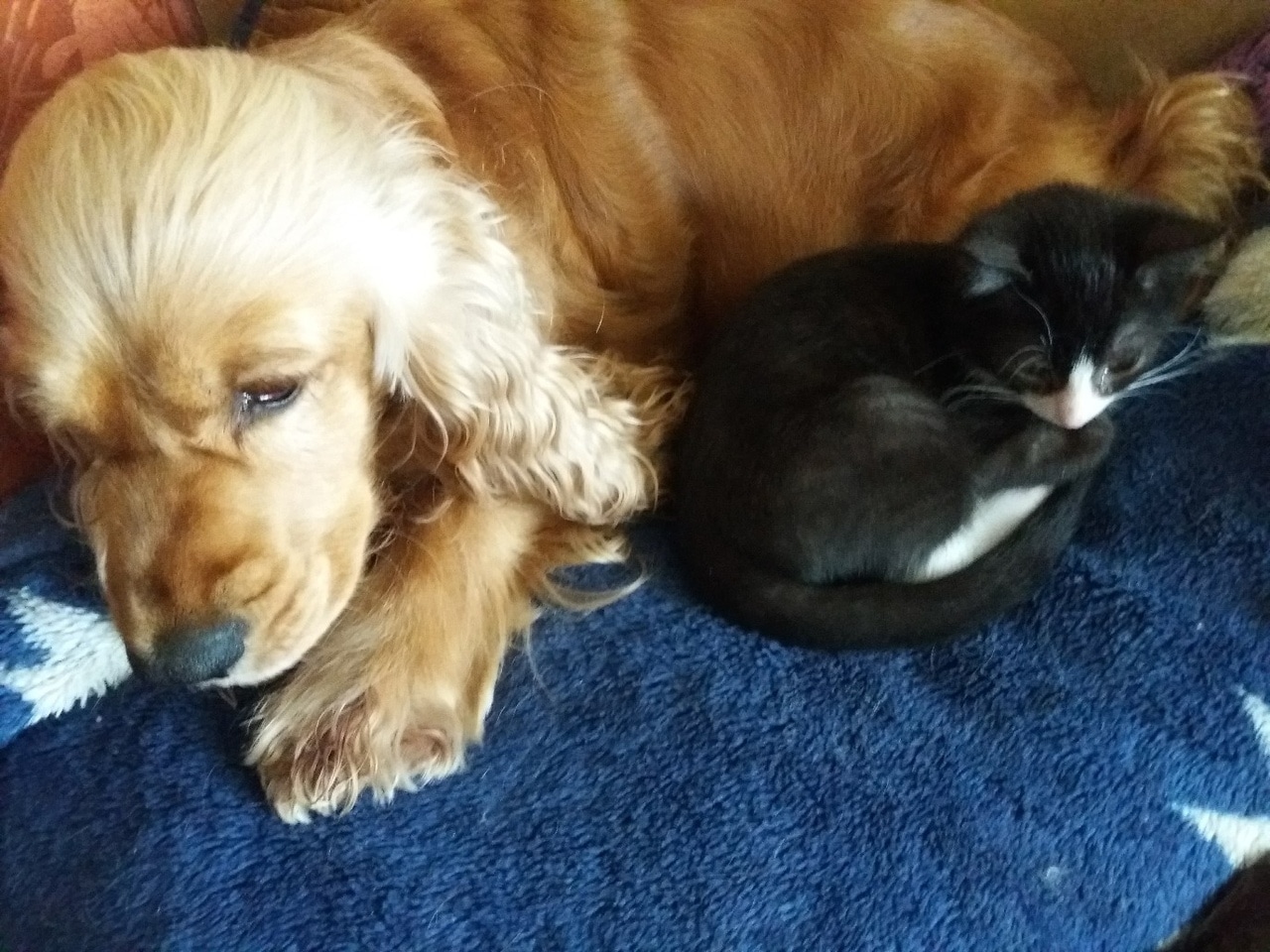 Тощий дрожащий котенок выскочил из темноты прямо в лапы собак! Хозяйка питомцев не могла бросить малыша Тощий дрожащий котенок выскочил из темноты прямо в лапы собак! Хозяйка питомцев не могла бросить малыша истории из жизни