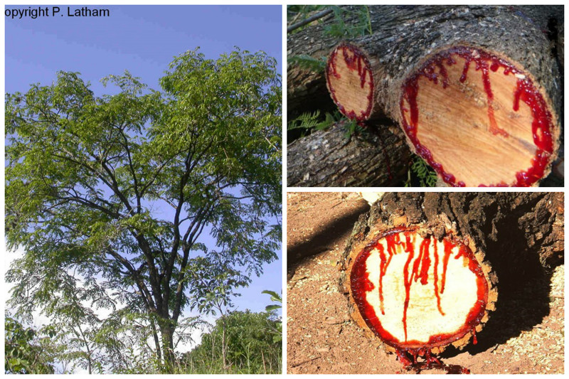 Árvore sangrenta (Pterocarpus angolensis) - uma árvore serrada começa a secretar suco vermelho e o galho se torna como o pé de alguns gigantescos animais sangrando árvores, incrível, natureza, incrível, flora