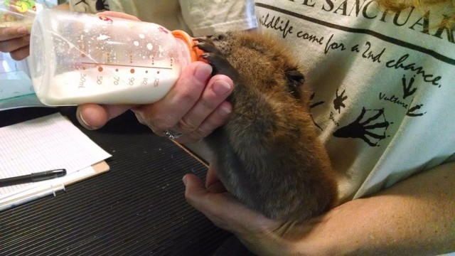 Броненосец, трубкозуб, летучие мыши и еще 17 животных Броненосец, трубкозуб, летучие мыши и еще 17 животных