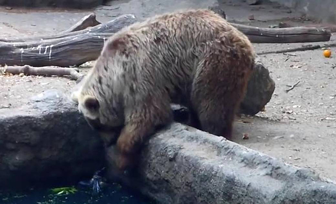 Ворона упала в бассейн и не могла выбраться, но ее заметил медведь и помог: видео медведь, упала, затем, ворону, птица, время, наружу, сразу, видеть,  Забавно, Ворона, вытащил, интерес, крыло, прихватил, бережно, зубами, Затем, теряет, Помог