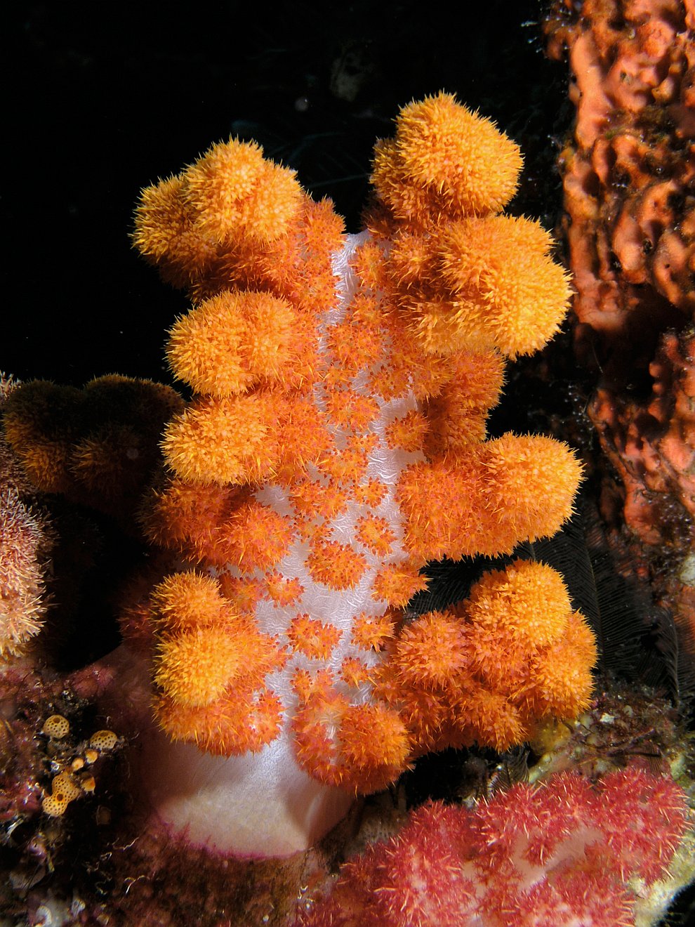 Кораллы - древнейшие существа на Земле кораллы,море,природа