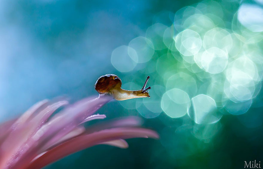 "Капля воды". Макросъемка от Miki Asai  красота, природа, фото