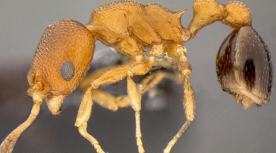Самые странные муравьи в мире