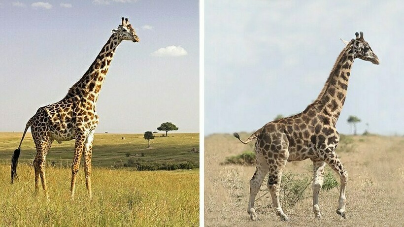 Сравнительные фото здорового жирафа и карликового жирафа с дисплазией