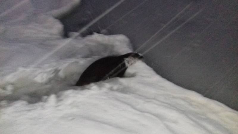 На Камчатке спасли молодого тюленя, на которого напали бродячие собаки