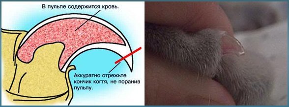 Интересные факты о котах и кошках животные, коты, факты