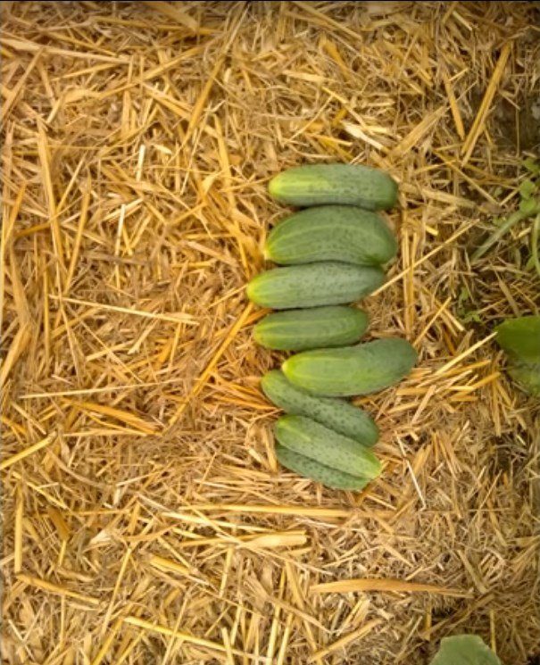 Бюджетная теплица из труб ПВХ бюджетная теплица