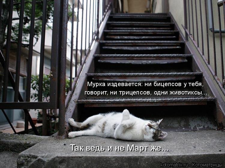 Свежая котоматрица Свежая котоматрица веселые картинки,котоматрица