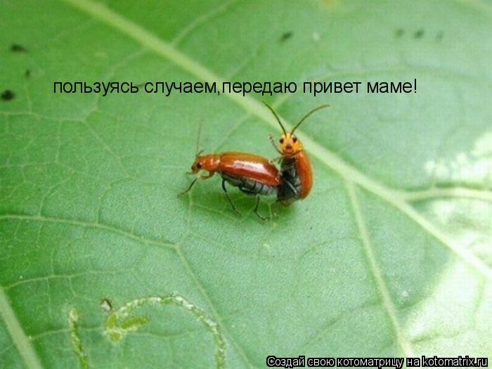 Мысли вслух :)