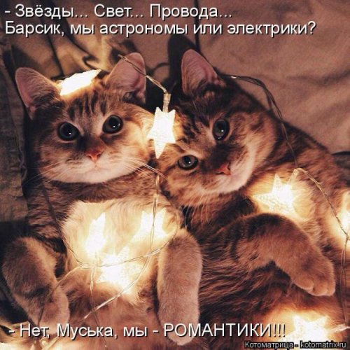 Свежая котоматрица (29 фото)