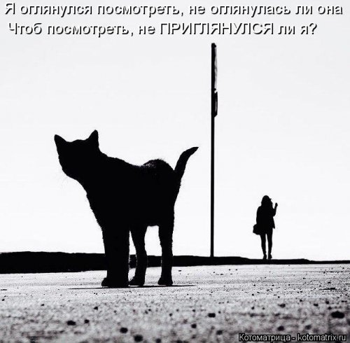 Лучшая котоматрица недели прикольные картинки